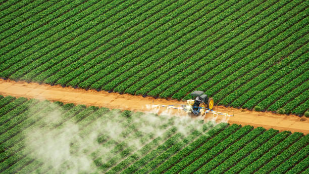 Best Ant Control Services  in Kraemer, LA