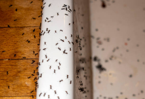Best Exterminator Services  in Kraemer, LA