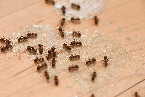 Best Best Pest Control Companies  in Kraemer, LA